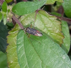 Closterotomus