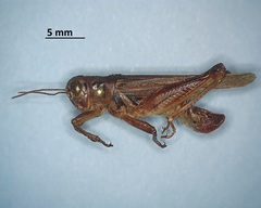 Melanoplus bruneri