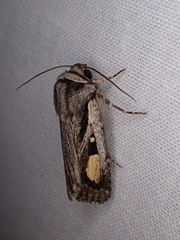 Proteuxoa passalota