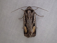 Proteuxoa passalota
