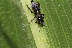 Dactylurina schmidti