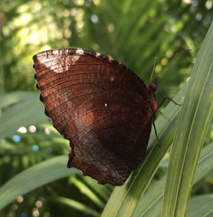 Elymnias hypermnestra