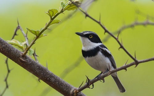 Pale Batis (Batis soror), photo 9
