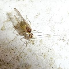 Stenopsocus immaculatus