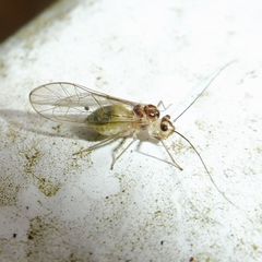 Stenopsocus immaculatus