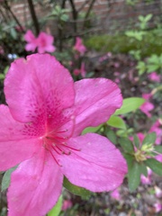 Rhododendron indicum