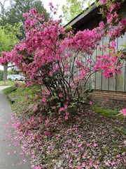 Rhododendron indicum