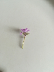 Erodium cicutarium