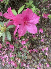 Rhododendron indicum