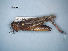 Melanoplus bruneri