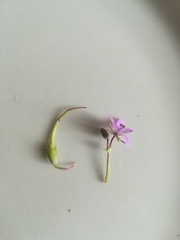 Erodium cicutarium