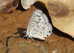 Leptotes plinius plinius