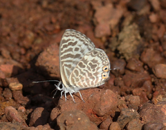 Leptotes plinius plinius
