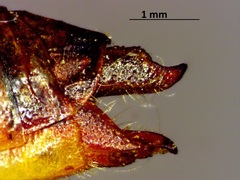 Melanoplus bruneri
