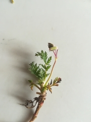 Erodium cicutarium