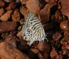 Leptotes plinius plinius