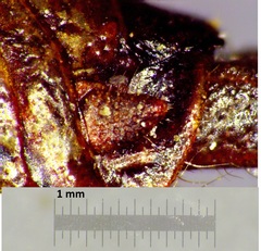 Melanoplus bruneri