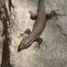 Spanish Wall Lizard - Photo (c) Silvia Garcia Fernandez, some rights reserved (CC BY-NC), uploaded by Silvia Garcia Fernandez