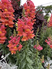 Antirrhinum majus