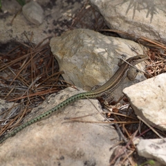 Podarcis hispanicus
