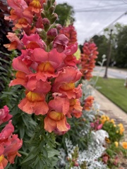 Antirrhinum majus