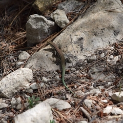 Podarcis hispanicus