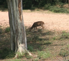 Axis axis ceylonensis