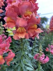 Antirrhinum majus