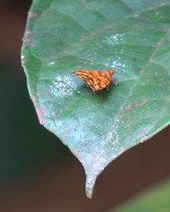 Choreutis trigoides