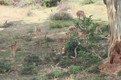 Axis axis ceylonensis