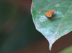 Choreutis trigoides