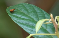 Choreutis trigoides
