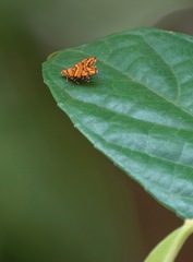 Choreutis trigoides