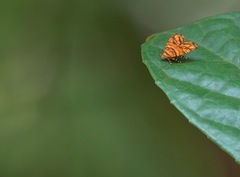 Choreutis trigoides