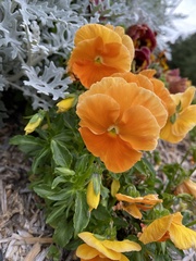 Viola × wittrockiana