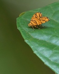 Choreutis trigoides
