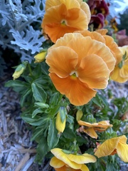 Viola × wittrockiana