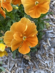 Viola × wittrockiana