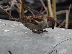Passer domesticus