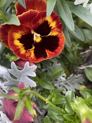 Viola × wittrockiana