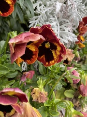 Viola × wittrockiana