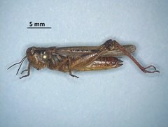 Melanoplus bruneri