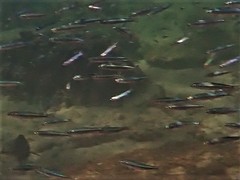 Spratelloides gracilis