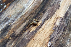 Aedes albifasciatus