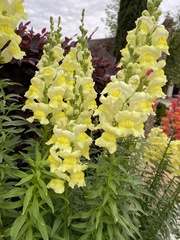 Antirrhinum majus
