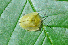 Metriona elatior