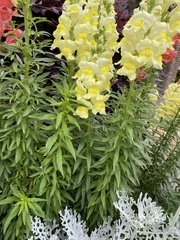 Antirrhinum majus