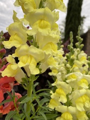 Antirrhinum majus