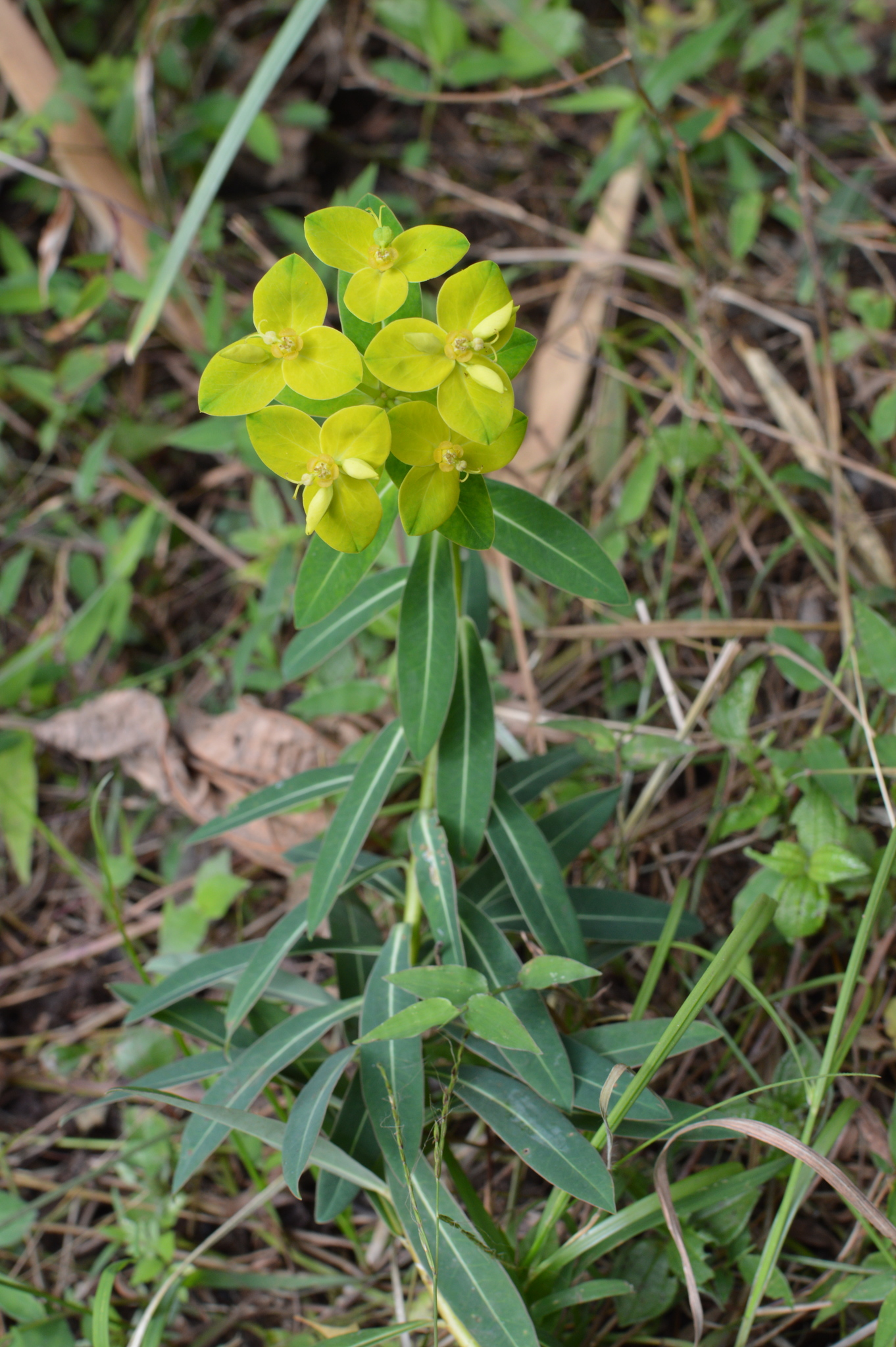 Euphorbia wallichii