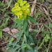 Euphorbia wallichii - Photo (c) James Ojascastro, algunos derechos reservados (CC BY-NC-SA), subido por James Ojascastro